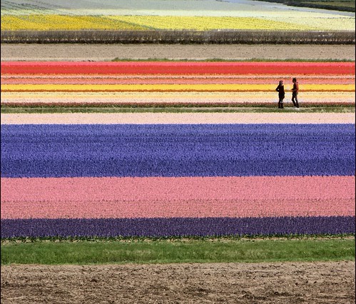 pink blue red brown flower holland verde green netherlands field yellow colours blu rosa meeting file row line persone giallo tulip campo persons fiori rosso hyacinth marrone tulipano giacinto