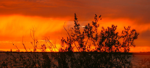 trees sunset red sky orange water