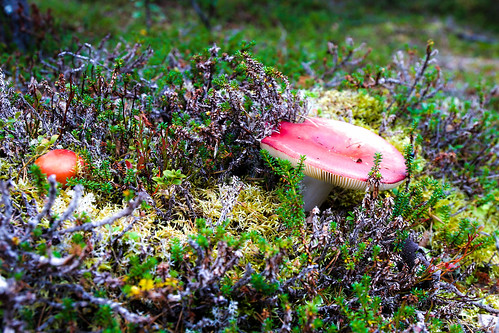 finnmark norge norvège norway alta bruyère champignon heather mushroom canoneos70d canon