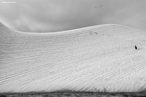 fly chinstrap gull kelpgull penguin ice iceberg ocean southern southernocean water snow blackwhite blackandwhite dallmannbay dallmann bay palmerarchipelago antarctica image:rating=5 image:id=192965