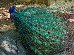 Indian Peacock Showing Off