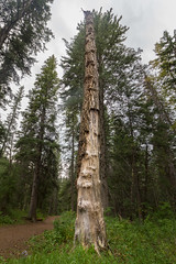 Natural Totem Pole