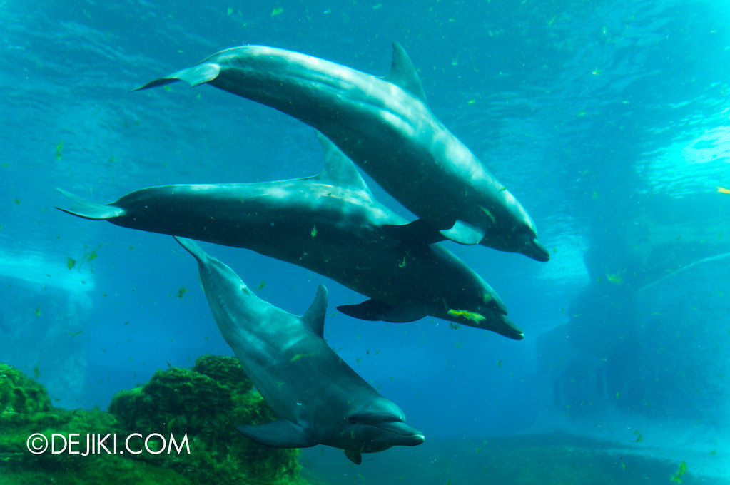 Marine Life Park Singapore - S.E.A. Aquarium - Dolphins 2