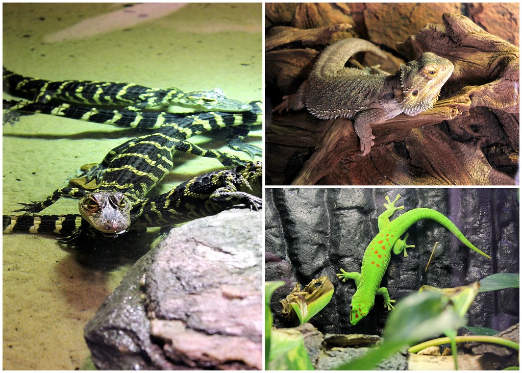 bergen-aquarium-reptiles-enclosure