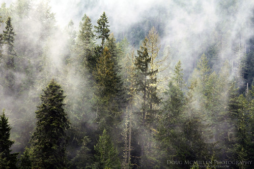 trees fog forest washington olympicnationalforest april2013