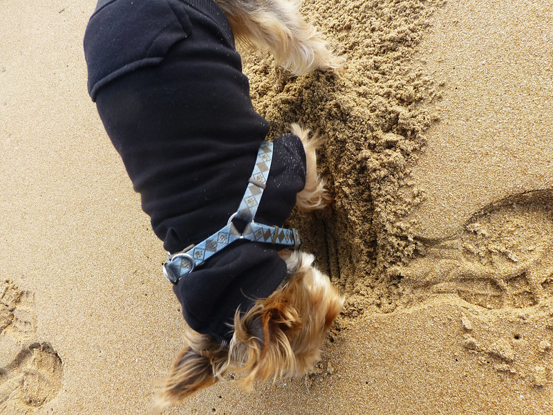Luna in the sand