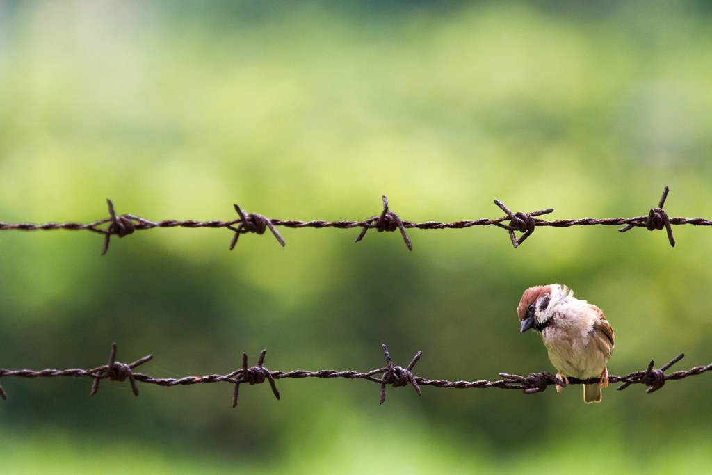 “鐵絲網麻雀 Sparrow on barbed wire” / 自然 Nature / SML.20130501.7D.40798