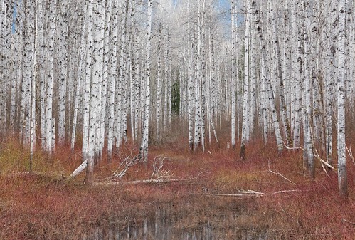 reflection grass pine bush branch pattern britishcolumbia swamp stump aspen slough kitwanga canadapt