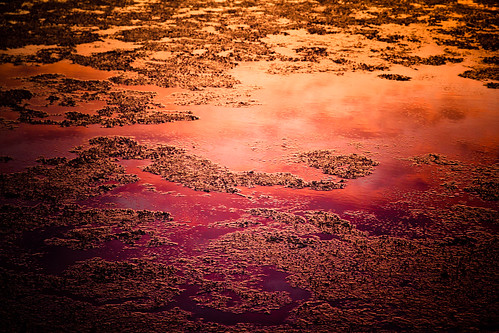 pink sunset orange reflection rose canon reflet marais vendée canoneos7d iledolonne