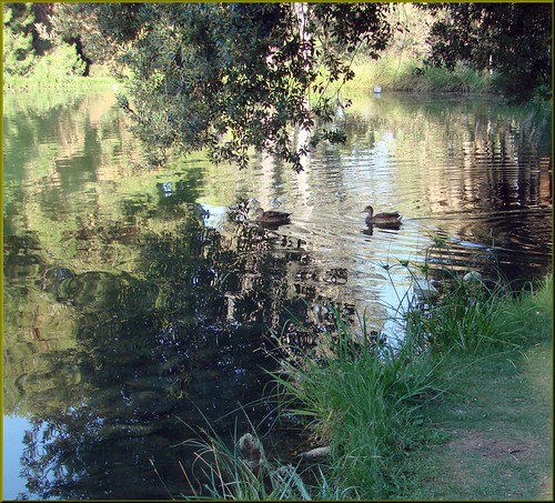 trees water grass palms landscape wildlife ducks ducklings ponds redlandsca waterreflections fordpark dgrahamphoto