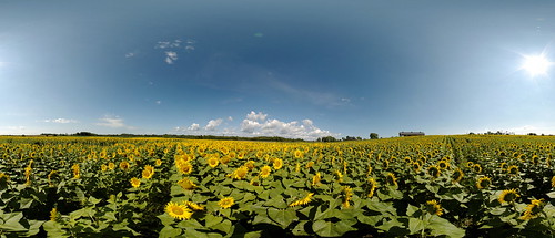 panorama sunflower tournesol passionlavande panoramatournesol360°