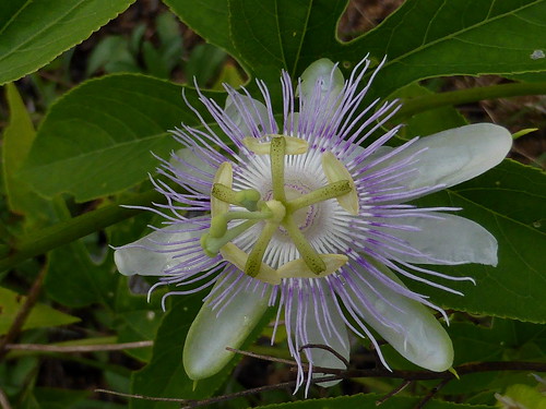 passifloraincarnata passionflowerpurple