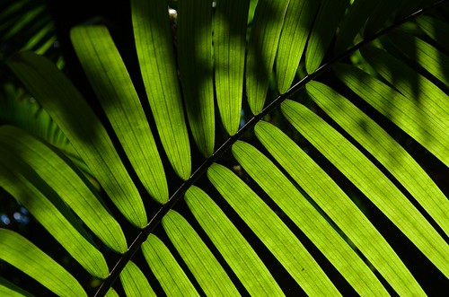 hawaii thebigisland junglegarden hilobotanicalgarden tropicalgardenslandscaping tropicalplantsgardenslandscaping