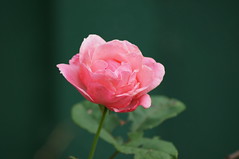 Rose - Photo of Chevilly