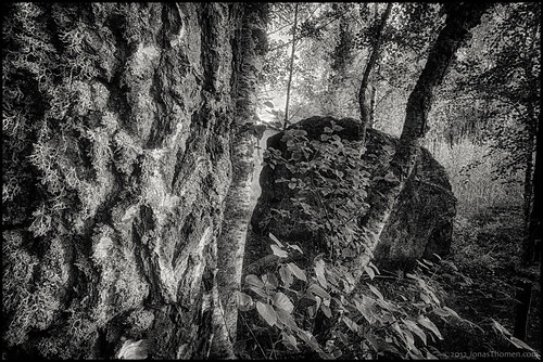 blackandwhite bw tree monochrome rock forest island skog trunk sten hdr träd stam ö monokrom 7ev svartit
