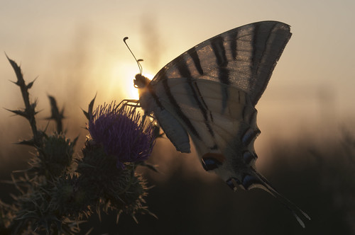 sunset butterfly goldenhour nikonflickraward