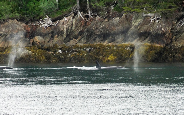 Killer orca whales