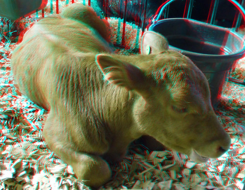 county stereoscopic stereophoto 3d cattle sheep plymouth fair anaglyph iowa stereo goats pigs countyfair redcyan 3dimages 3dphoto 3dphotos 3dpictures stereopicture plymouthcountyfair