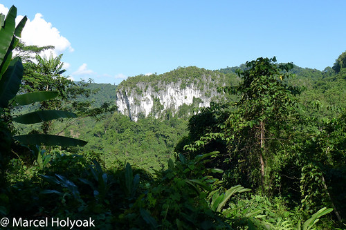 philippines puertoprincesa palawan forestviews mimaropa