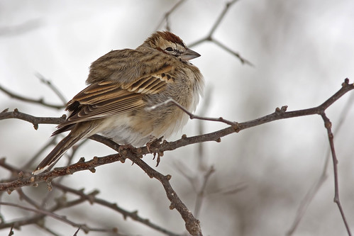 chondestesgrammacus gorrión gorriónarlequín ave bird sparrow larksparrow nature wildlife fauna naturaleza