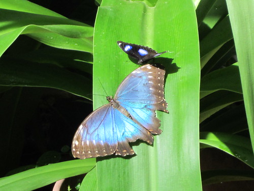 Cool!!! A bright blue butterfly, super cool!!!