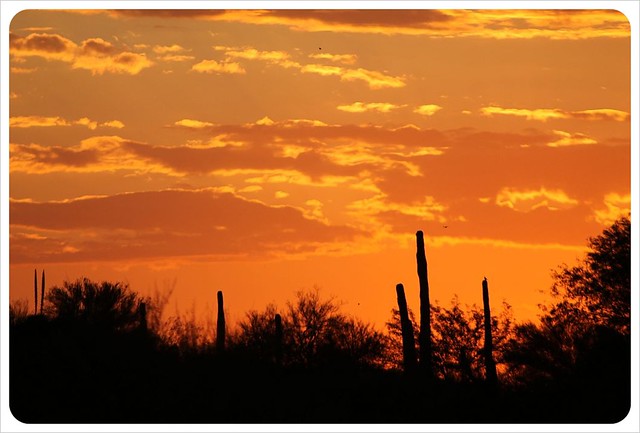saguaros southern arizona