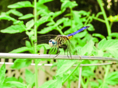 blue plant green animals silver insect grey interesting wings wire eyes legs dragonfly head tail
