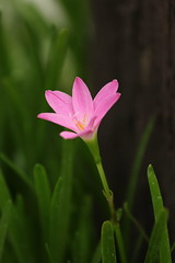 Zephyranthes Lily