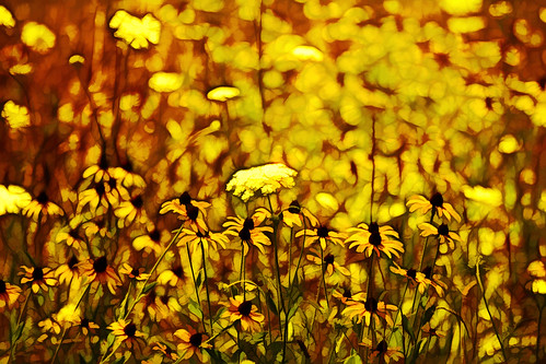 summer oklahoma yellow canon wildflowers blackeyedsusans 60d fractalius topazsimplify