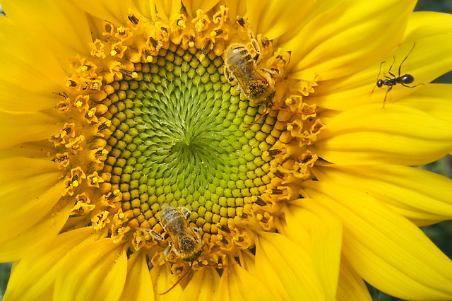 sunflower images photographing sunflowers sunflower photo sharing sunflower photography lisa lefler wildflower photography sunflower photography tumblr sunflower art sunflower flower growing sunflowers sunflower bank sunflower meaning sunflower facts sunflower staffing sunflower wrestling sprouts king soopers honey bee photography bumble bee photography beer photography queen bee photography bebe photography bella bee photography elle bee photography lucky bee photography types of bees bees disappearing bees for sale queen bees how to get rid of bees bee facts yellow jacket bee stings