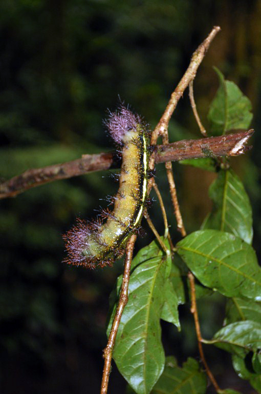 La evolución y tamaño de las orugas en Monteverde es extraordinario