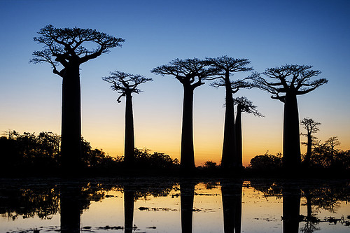 africa blue trees sunset orange lake water reflections still dusk madagascar sillhouette baobab baobabavenue morondova d7000 catalinmarin momentaryawecom
