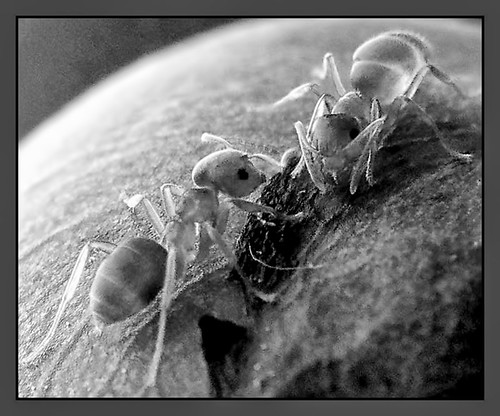 macro monochrome blackwhite maine insects peony ants infrared