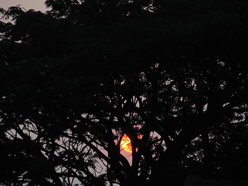 trees sun sunrise