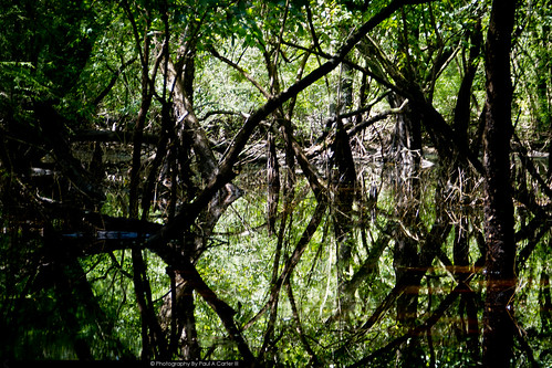 florida ambientlight naturephotography canont2i ottersprings