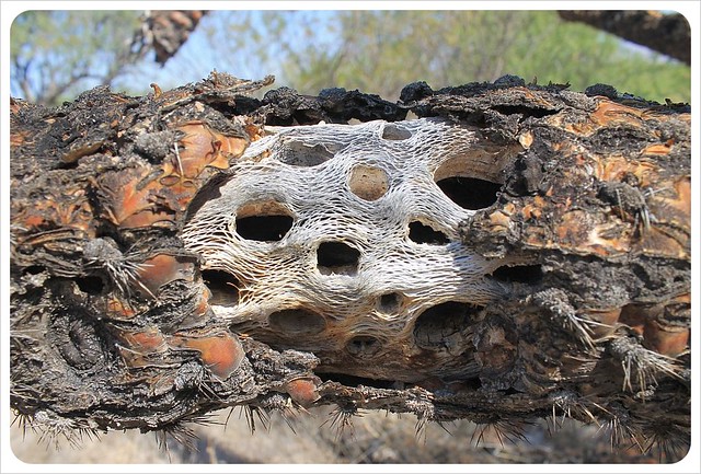 dead saguaro cactus close-up arizona