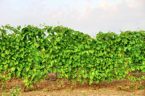 vineyard agriculture tonemapped