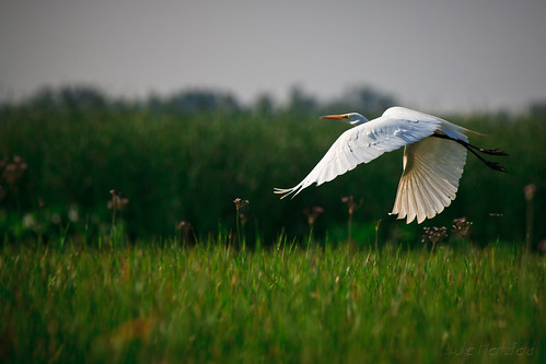 ohio bird nature reeds lakeerie wildlife reserve swamp marsh egret whiteegret avian greategret wetland environement santurary metzgermarsh