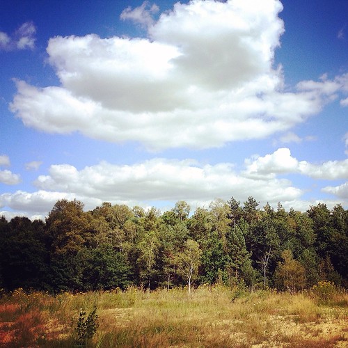 trees summer sky sun clouds forest square landscape woods shorticus3652012