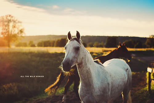 horses horse sunlight landscape 50mm dof sweden bokeh explore 365 2012 loh goldenlight polarizingfilter cirpl project365 365days explored sonydslra300 dt50mmf18sam hoyahd