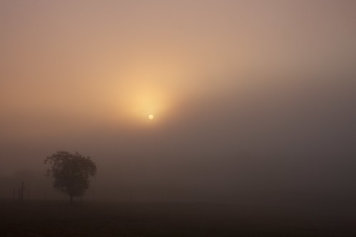 morning trees nature fog sunrise landscape fullsize