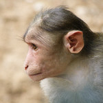 Rhesus Macaque (Macaca Mulatta)