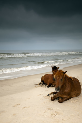 wild beach dawn sand surf ponies resting oceancity assateagueisland atlanticocean canon5dmkii singhrayrgnd ef1740f40lusm