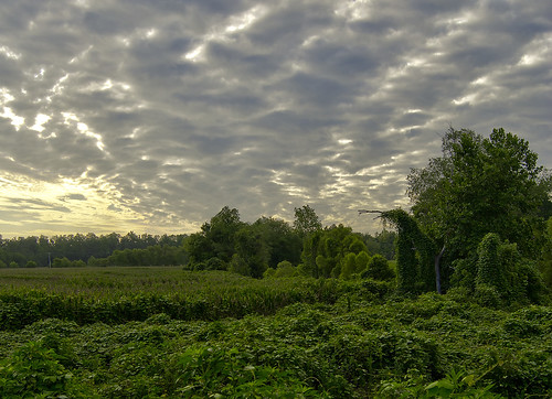 sky field clouds sunrise corn tennessee ivy hdr kudzu daybreak invasive invasivespecies milantn westtennessee