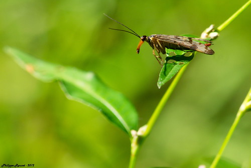 macro scorpion forêt insecte mouche prédateur domaniale panorpe carnassier nécrophage