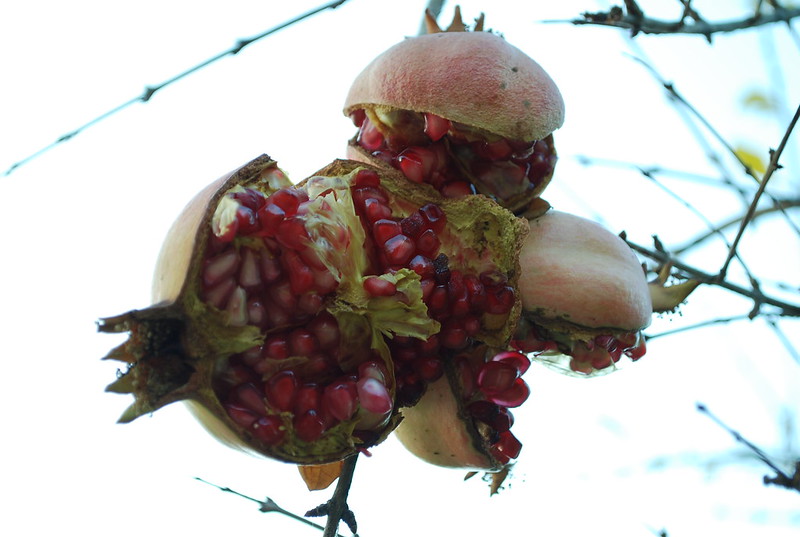 DSC_1677-pomegranate-on-tree