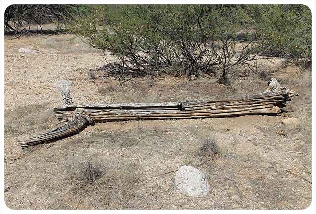 dead saguaro cactus arizona