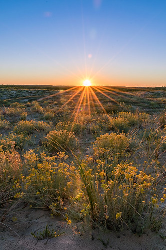 sunrise levé de soleil d5300 nikon fleurs immortelle des dunes paysage 18140 orange france