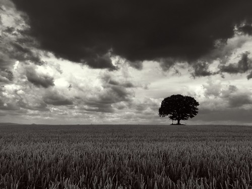 summer sky blackandwhite bw storm tree field clouds germany landscape blackwhite oak hesse oakoffreedom flickrstruereflection1 flickrstruereflection2