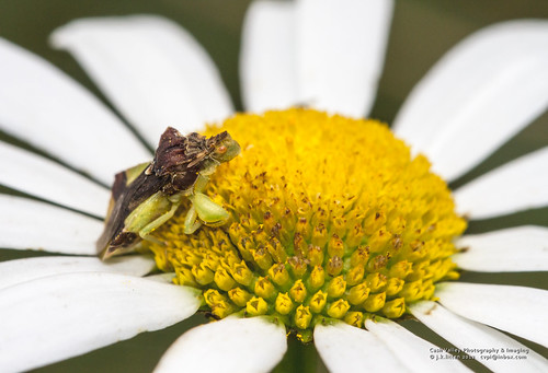 bug maryland daisy aboretum ambush frostburgstateuniversity alleganycounty phymata img7983 fasciata canoneos7d canonef100mmf28lisusmmacro